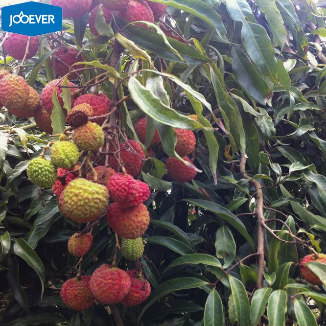 IQF Frozen Lychee Litchi peeled